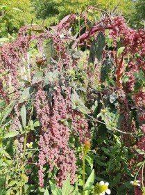 Tajvani vörös quinoa - Igazi amaránt, gabona különlegességek az Egzotikus Növények Stúdiója kínálatából